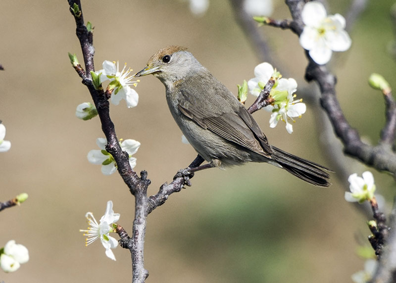 Capinera (Sylvia atricapilla) ♂ e ♀